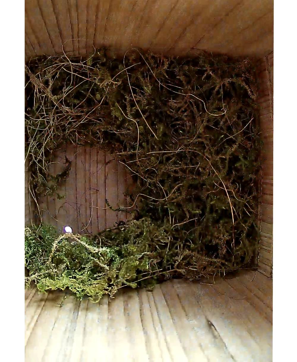 Vogelhuisje met camera nestje (4) Vogelhuisje met camera nestje (4)