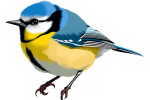 blue tit 2